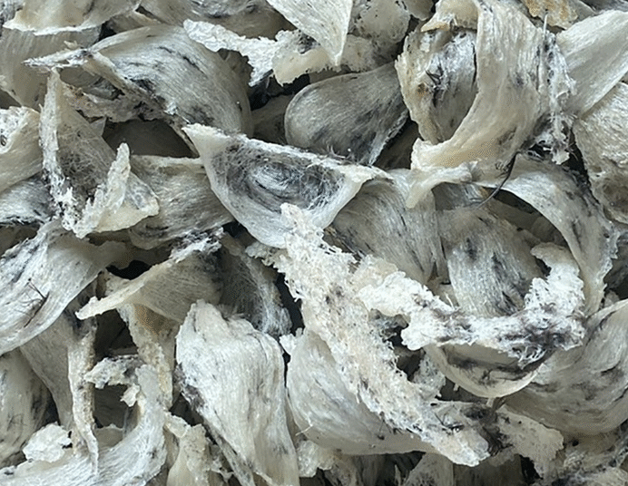 Hiệp hội VFAEA tham dự Hội nghị triển khai Nghị định thư về xuất khẩu tổ yến sang Trung Quốc