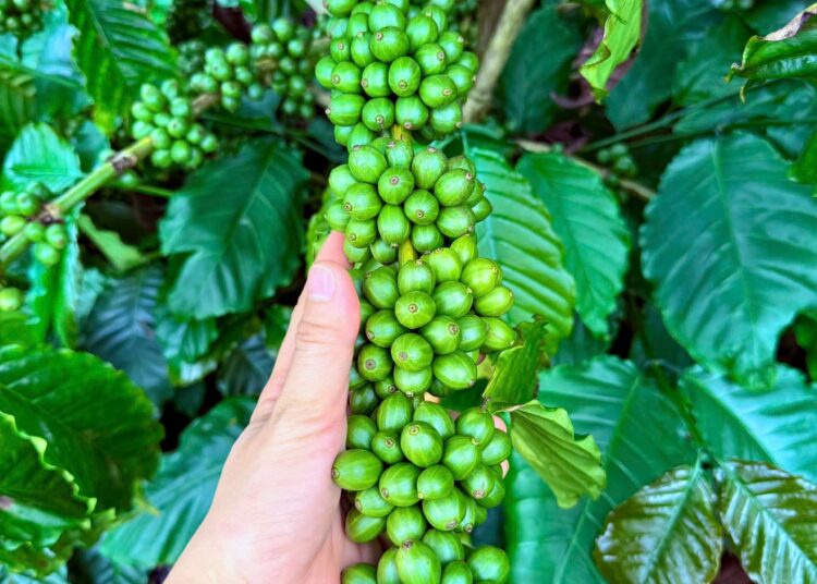 BM Group góp phần nâng tầm thương hiệu cà phê Việt trên đất đỏ Tây Nguyên