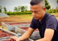 Nông nghiệp hữu cơ bền vững – Hướng đi thiết thực cho ngành cà phê Tây Nguyên