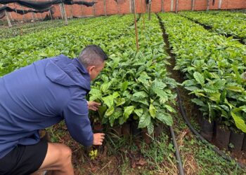 BM Farm và BM Group: Hành trình xây dựng mô hình nông nghiệp bền vững từ tầm nhìn của CEO Hồ Quốc Huy